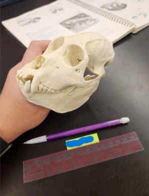 term image