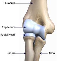<p>disc-shaped top structure - spins against capitulum</p>