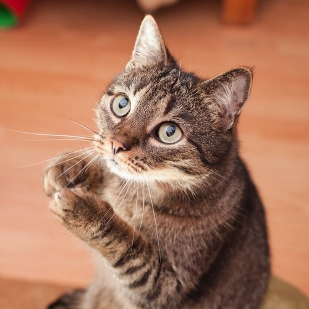 <p>(v.) To use coaxing or flattery to gain some desired end.</p>