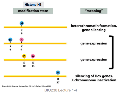 <p>histone modifying enzymes that recognize specific modifications and provide meaning to the code</p>