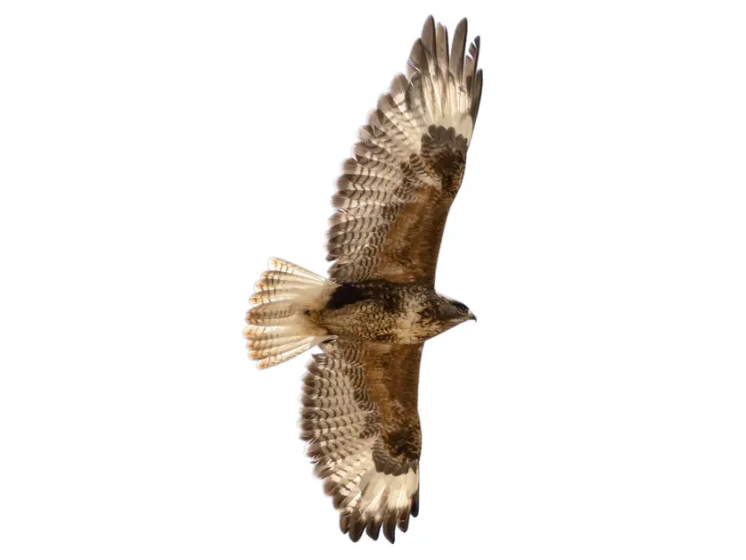 <p>Himalayan Buzzard</p>