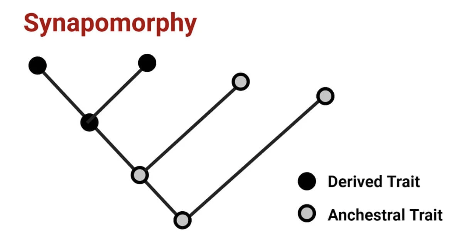 <p>A newly evolved trait shared by two taxa and their most common ancestor</p>