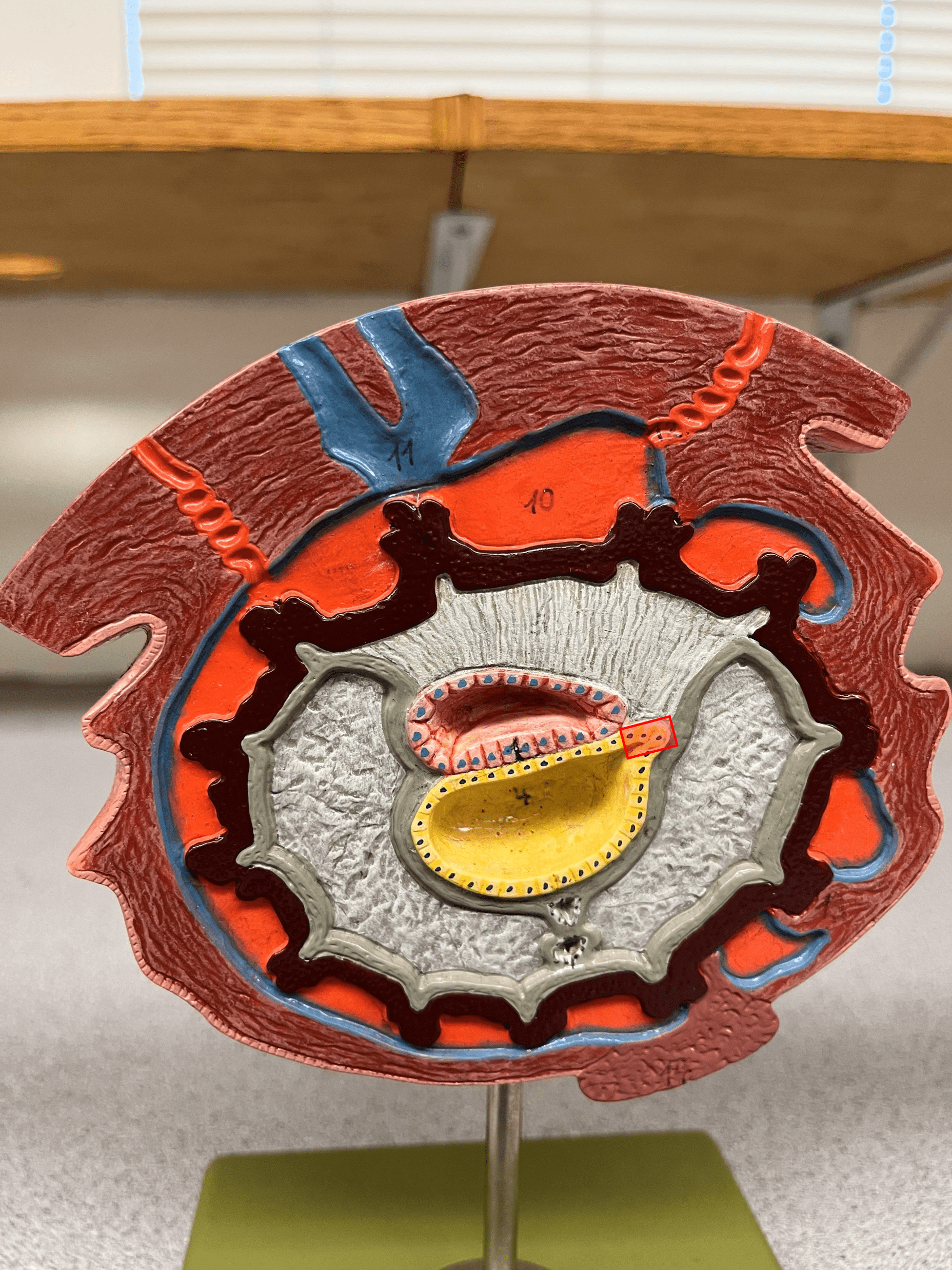 • Model of the 15-day embryo.

• An embryonic membrane.

• A small projection of the yolk sac.

• Forms part of the umbilical cord and part of the urinary bladder.
