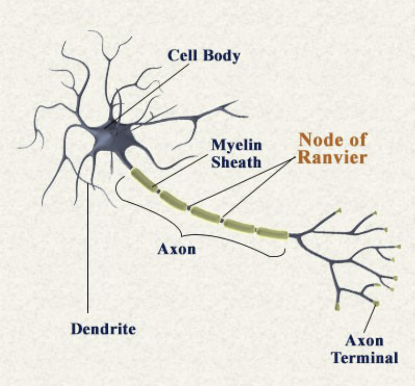 <p>Myelin</p>