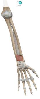 <p>Carré pronateur</p>