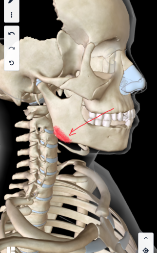 <p><strong>JAW ANGLE (</strong>in both sides of the head)</p>