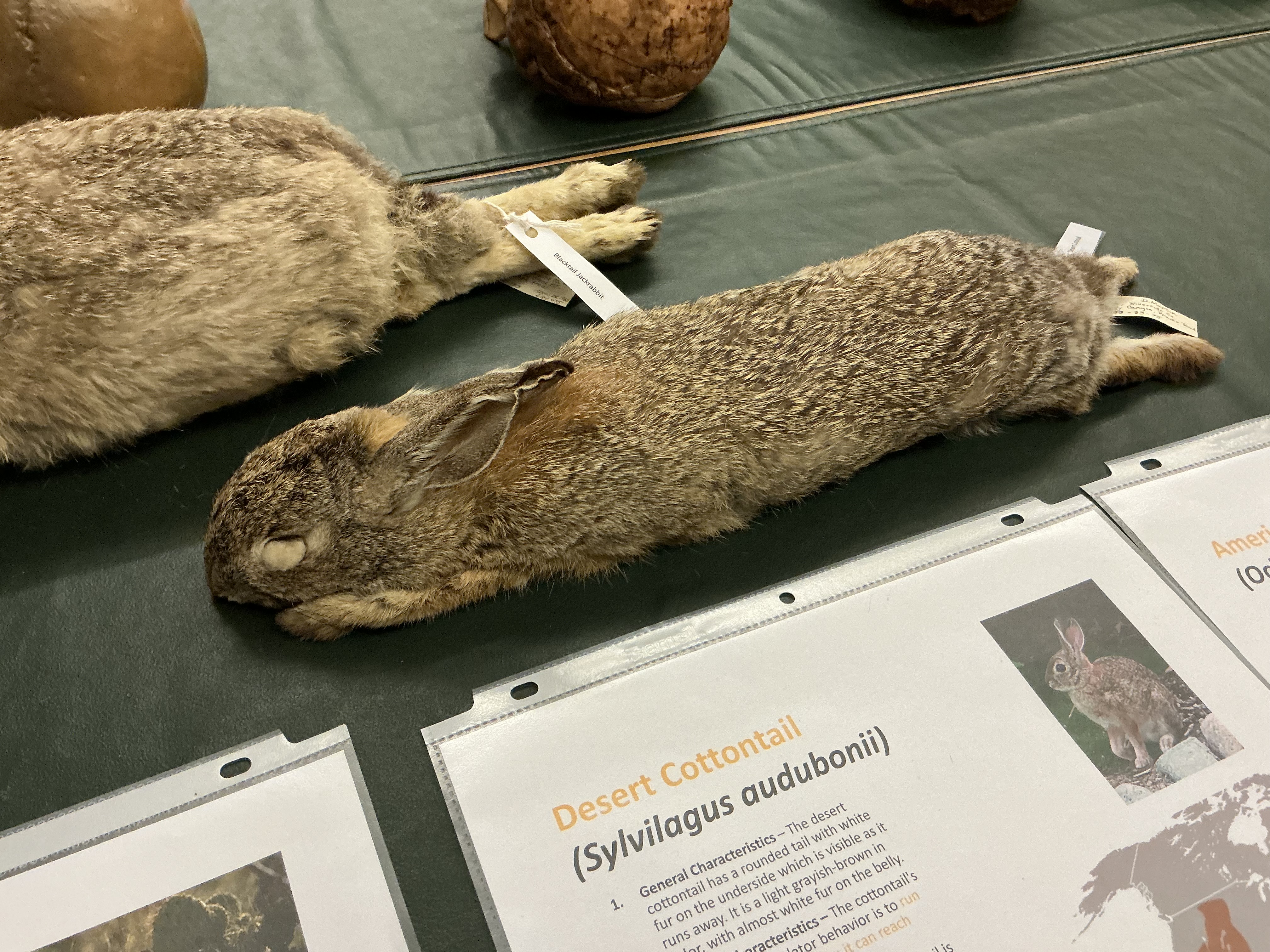 <p>What is the Desert Cottontail’s anti predator behavior?</p>