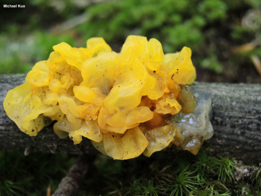 <p>What fungus is this? (Scientific name)</p>
