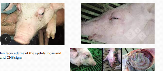 <p>Edema diseas<span>e </span><span>in </span><span style="color: rgb(230, 155, 255)">pigs</span></p>