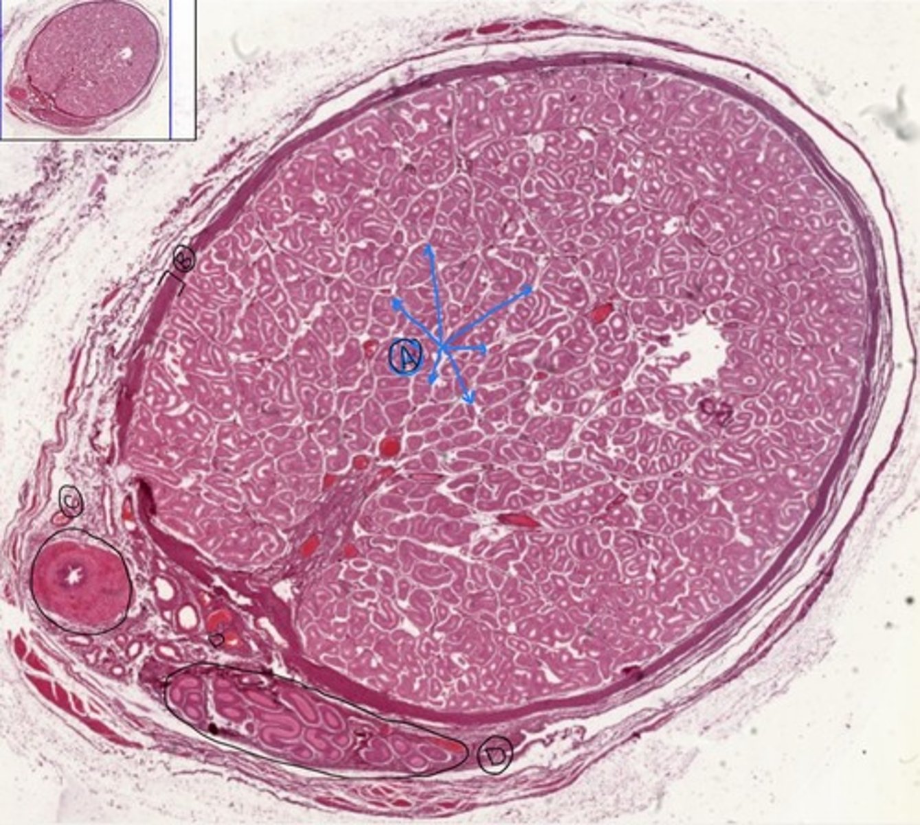 <p>general structure</p>