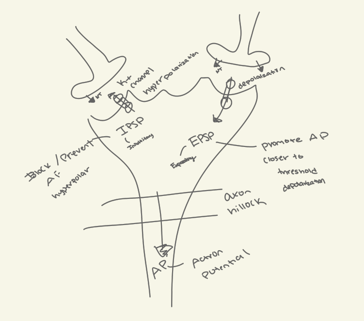 <p>They can:</p><p>Initiate an action potential if they are strong enough to reach the threshold at the axon hillock.</p><p>Inhibit an action potential by hyperpolarizing the membrane.</p>