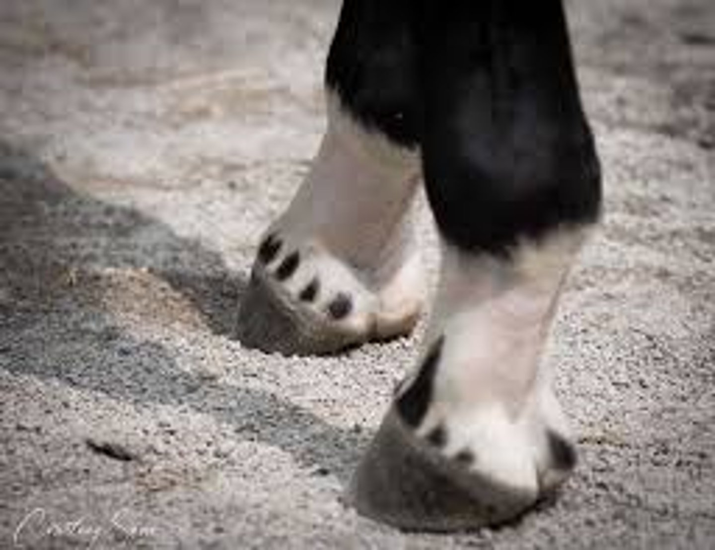 <p>what would you consider this marking</p>