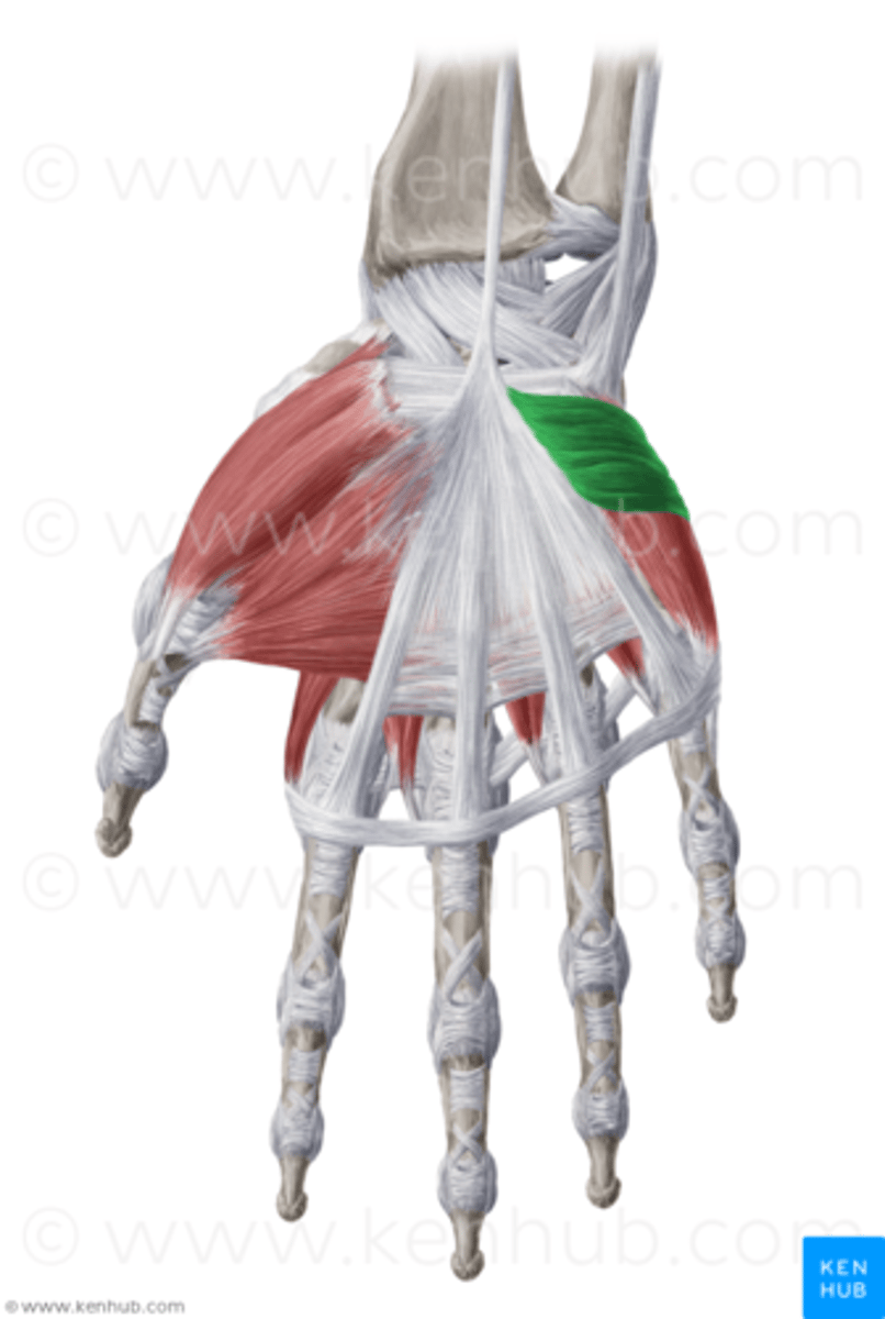 <p>transverse connections from palmar aponeurosis</p>