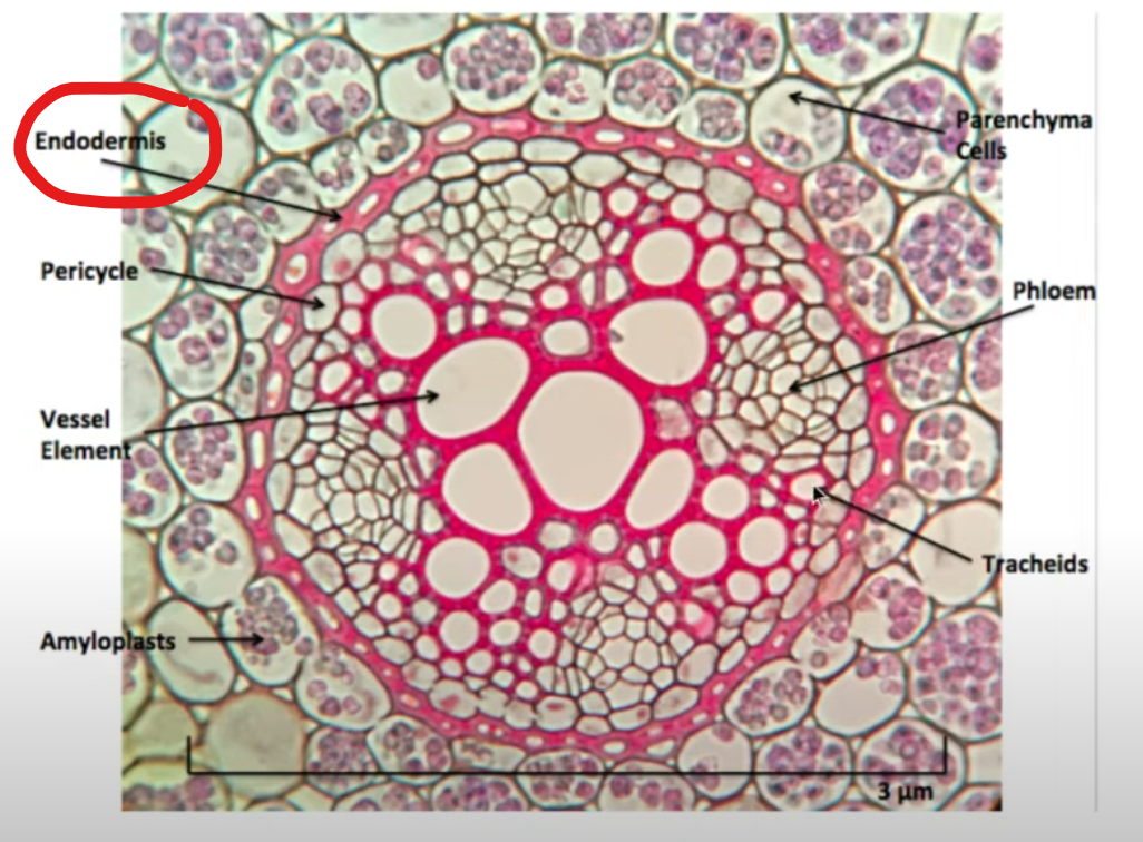 <p>In the endodermis</p>