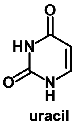 <p>uracil</p>