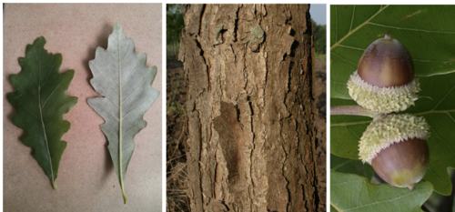 <ul><li><p>Family: Fagaceae</p></li><li><p>Swamp White Oak</p></li></ul><p></p>