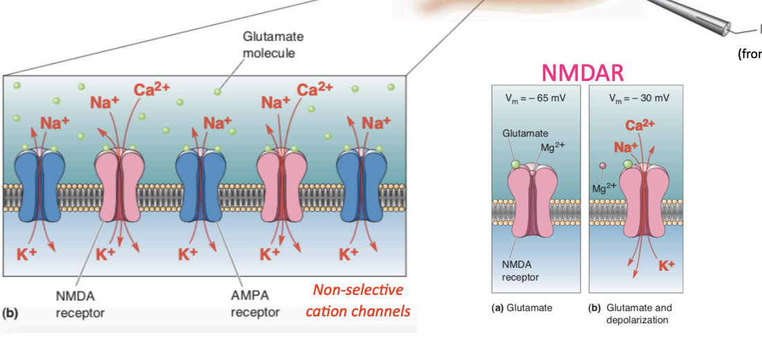 <ul><li><p>An AP causes glutamate (GLU) release, and GLU binds to AMPARs and NMDARs </p></li><li><p>The influx of Na+ though AMPARs and Na+/Ca2+ though NMDARs causes an EPSP in the postsynaptic neuron (depolarization) </p></li><li><p>NMDARs only allow ion flux when the membrane is already depolarized&nbsp;</p></li></ul><p></p>