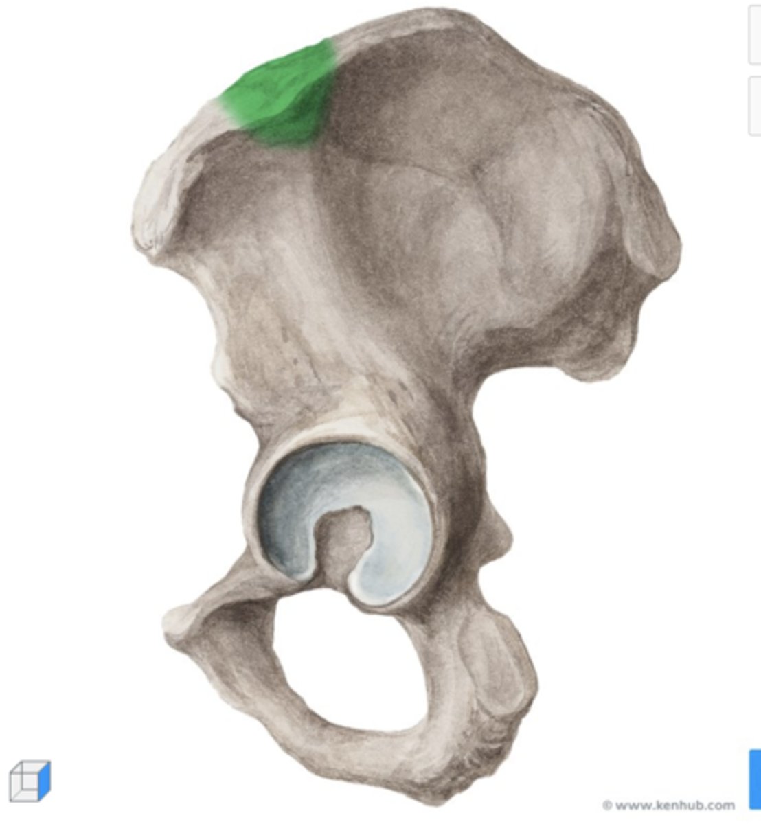 <p>prominence found along the iliac crest</p>
