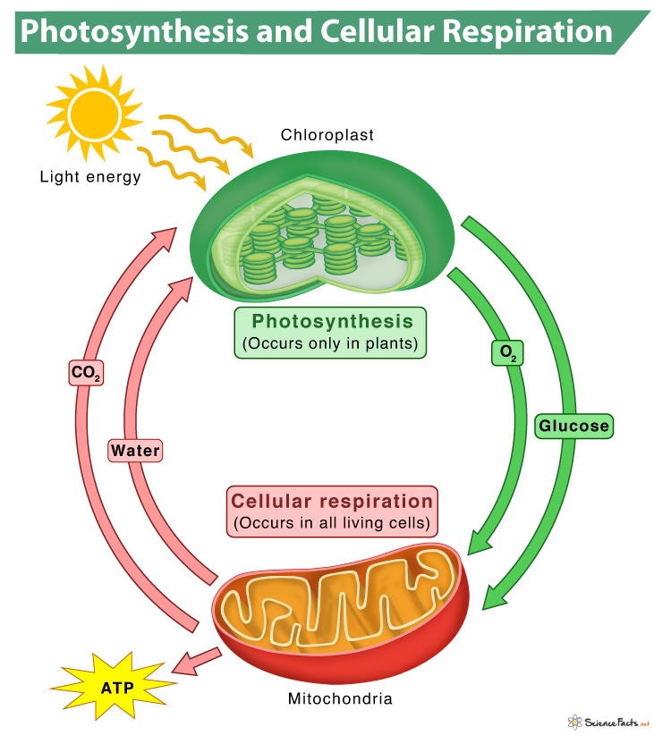 <p>Cellular respiration produces the reactants for photosynthesis, and photosynthesis produces the reactants for cellular respiration</p><p>-It’s a cycle that just keeps going when the chloroplasts get light energy</p>