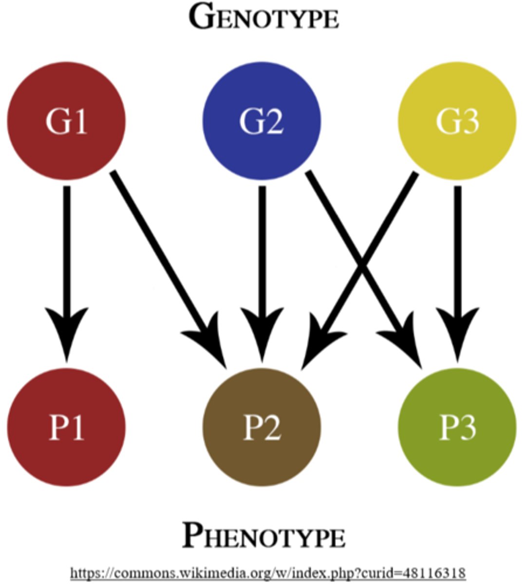 <p>pleiotropy</p>