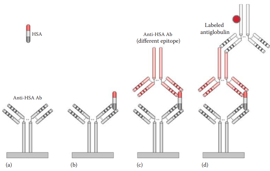 ELISA for identification of HSA in saliva.