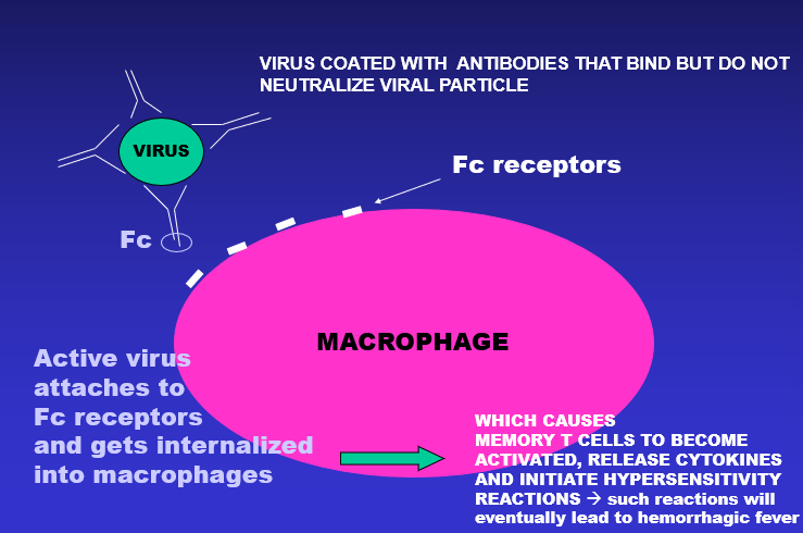 hemorrhagic fever: generally observed during epidemics of dengue in a population with a previous history of infection with another dengue serotype

\-majority of cases: children who previously acquired antibodies against another type