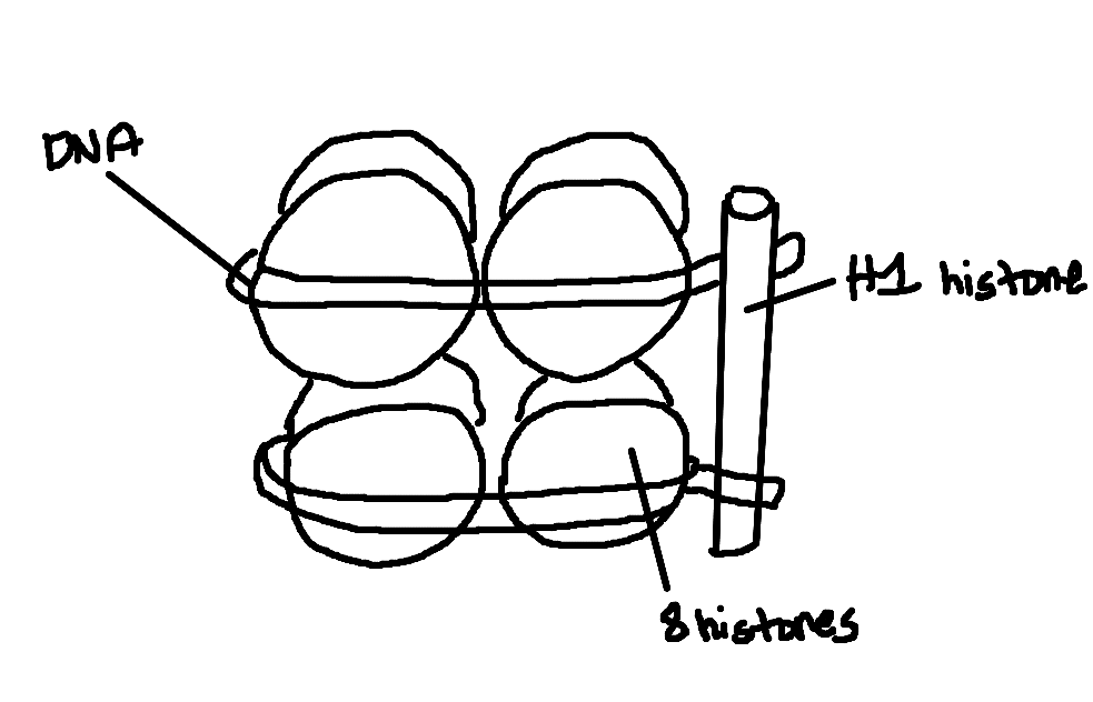 <p>8 histone proteins with DNA wrapped around</p>