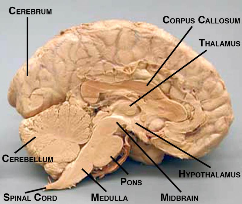 <p><strong>Our body's information relay station</strong><span>. All information from your body's senses (except smell) must be processed through your thalamus before being sent to your brain's cerebral cortex for interpretation</span></p>