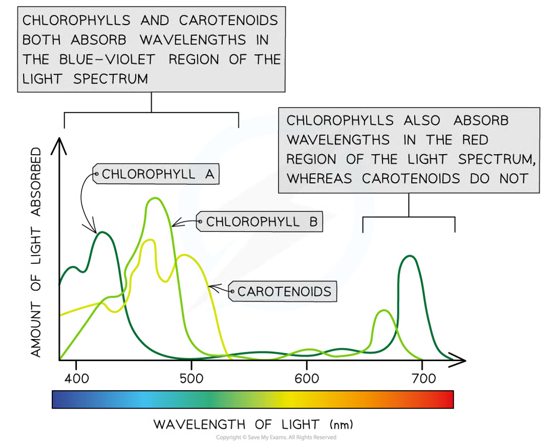 <p>graph that shows absorbance of diff wl of light by particular pigment</p>
