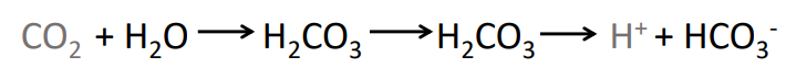 <ul><li><p>Decrease in pH in arterial blood due to an increase in H<sup>+</sup> ions</p></li><li><p>Immediate response</p></li><li><p>PCO<sub>2</sub> rise in hypoventilation produces a Fall (acidic) in pH which stimulates the peripheral chemoreceptors</p></li></ul><p></p>