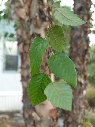 <p><em>Betula nigra</em></p>
