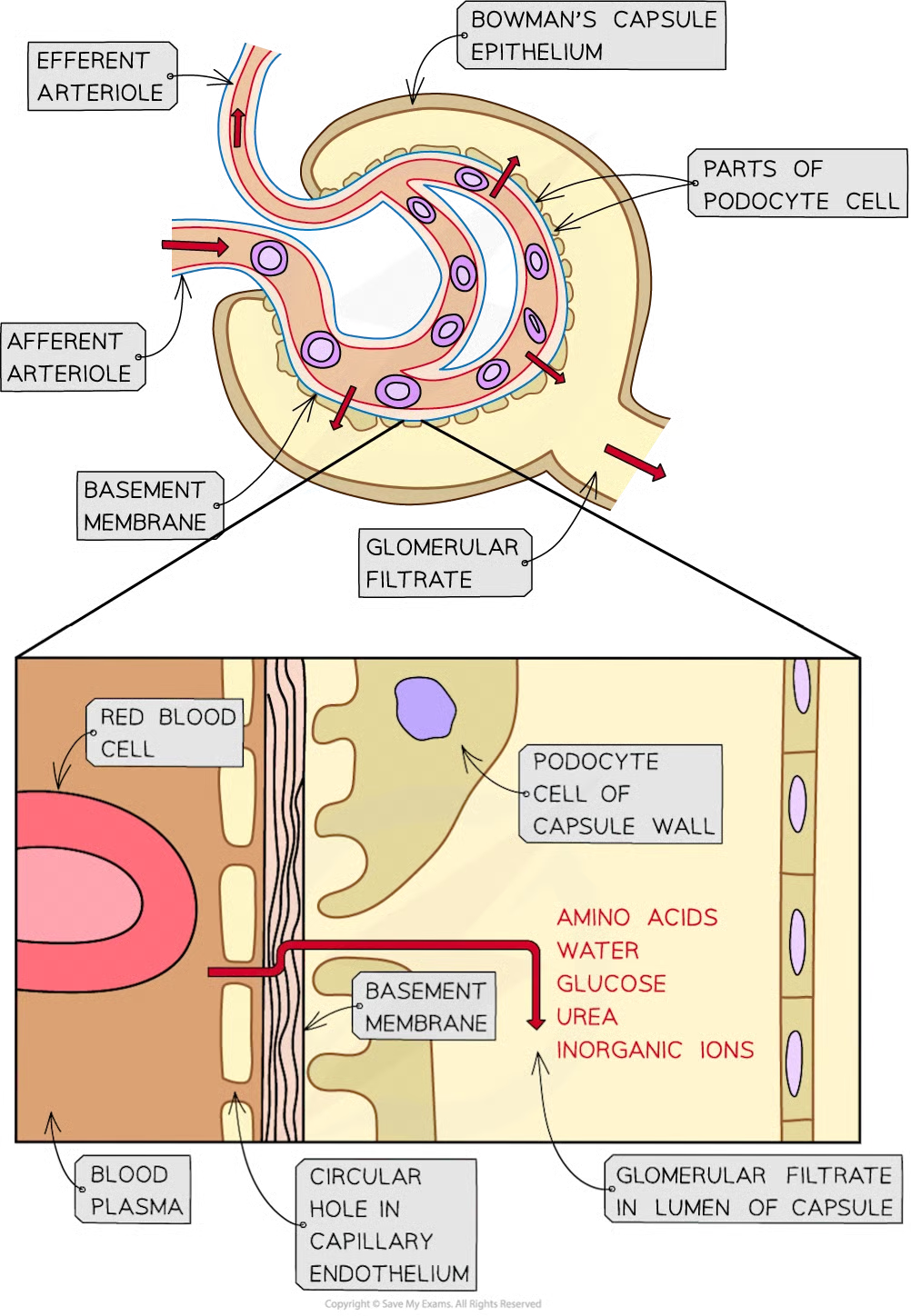knowt flashcard image
