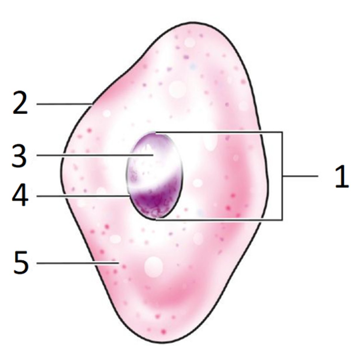 <p>Regelt alles wat er in de cel gebeurt</p>
