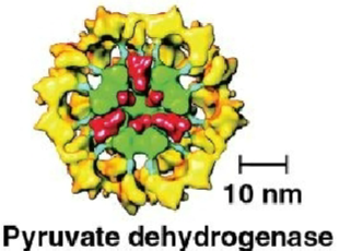 <p>Pyruvate dehydrogenase</p>