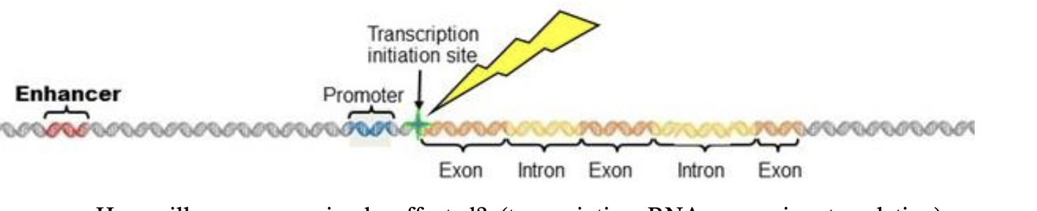 <p>Explain why the following mutation, though detrimental, is harmless: UV light causes a mutation in an epithelial cell that destroys the transcription initiation site of the gene encoding hexokinase.</p>