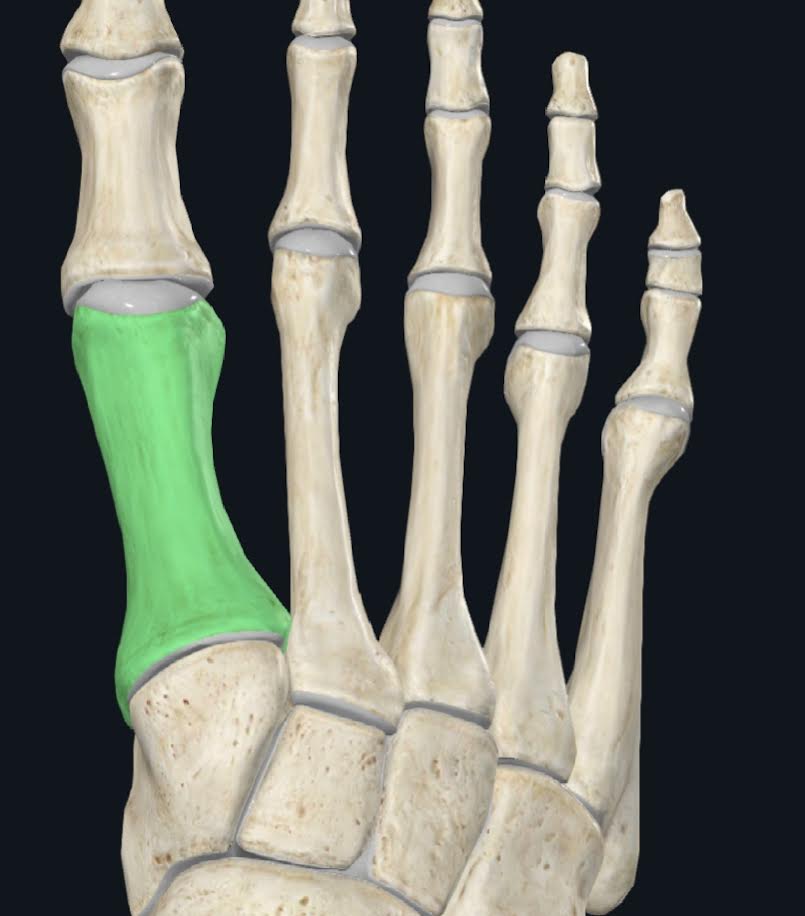 <ol><li><p>Tiene una eminencia ósea infrolateral y proximal denominada tuberosidad del primer metatarsiano donde se inserta el tendón del músculo peroneo largo</p></li><li><p>Su base se articula con el cuneiforme medial y con el segundo metatarsiano</p></li><li><p>Su cabeza se articula con la falange proximal del dedo gordo</p></li></ol>