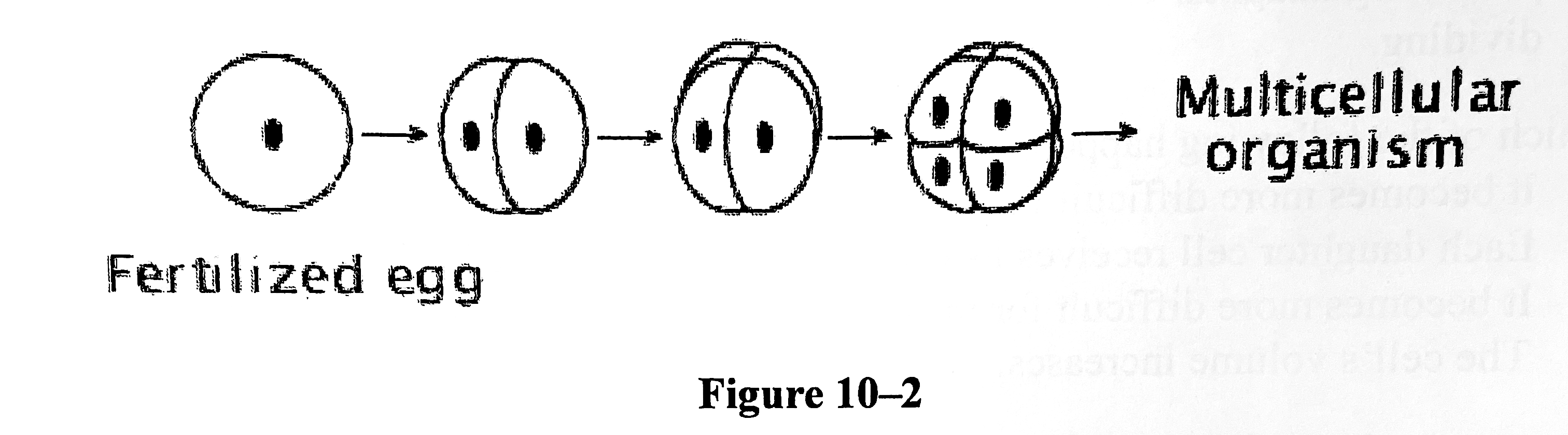 A multicellular organism begins life as a single cell-- a fertilized egg with a complete set of chromosomes. The picture in 10-2 above shows how a cell divides to become two cells, then four cells, eight cells, and so on. Which of the following statements best describes what happens during the process?