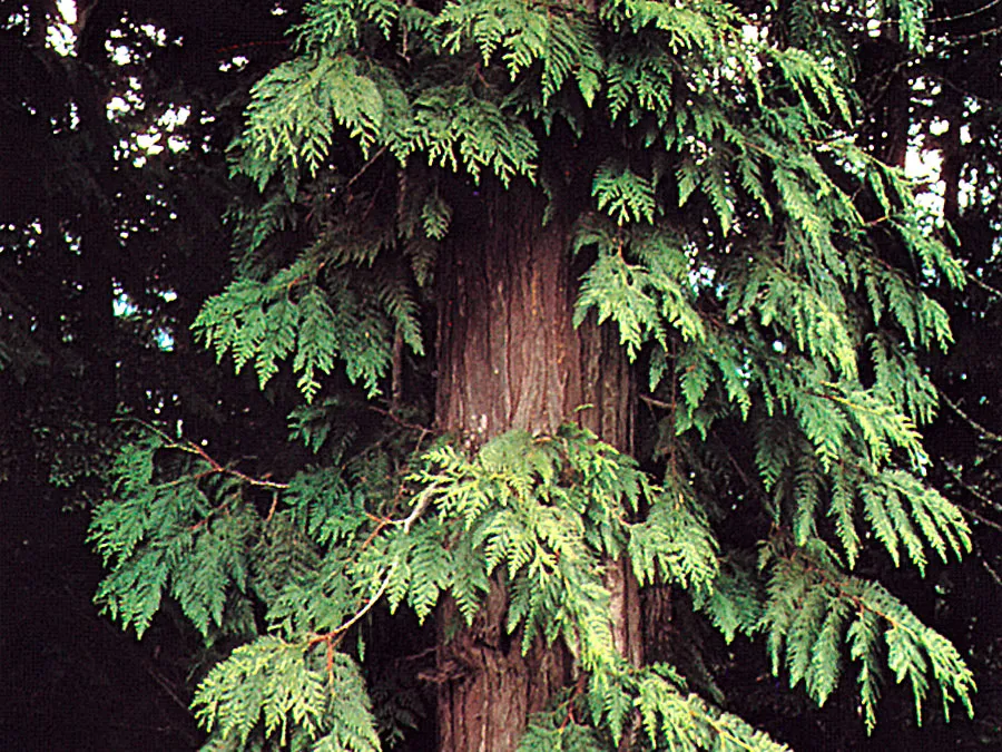<p>thuja plicata</p><p>characteristics: plicated=pleated in latin —&gt; pleated, stripy bark, small rosette shaped cones, flat arranged scaly needles </p>