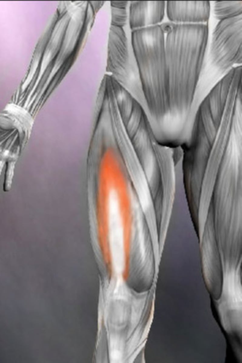 <p>A: extension of leg</p><p>O: anterolateral shaft of femur</p><p>I: patella and tibial tuberosity</p>