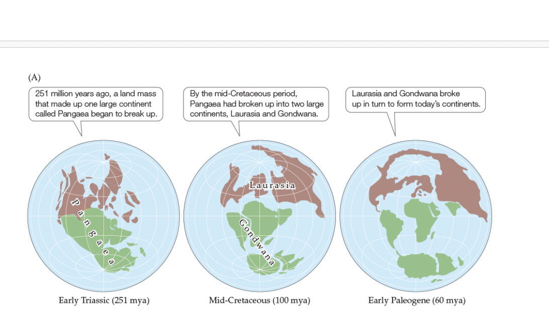 <p>Explain Figure 18.11- The Positions of Continents and Oceans Have Changed over Geologic Time</p><p>Early Triassic Period (251 mya)</p>