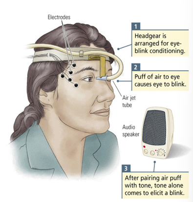 <ul><li><p>unconditional response (UR): response/reflex with no association to secondary stimulus e.g. blinking to a puff of air</p></li><li><p>unconditioned stimulus (US): stimulus that produces unconditioned response e.g. blinking puff of air to eyelid</p></li><li><p>conditional stimulus (CS): stimulus closely in time with US e.g. tone paired with air puff</p></li><li><p>conditioned response (CR): response to the CS, without the US e.g. blinking at the tone with no air puff</p></li></ul><p></p>