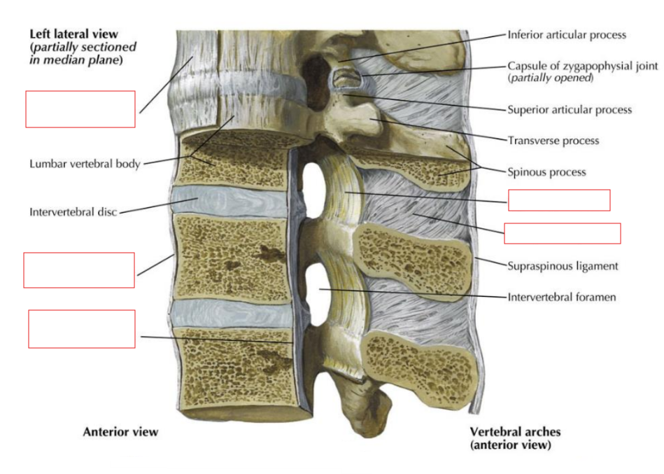 <ul><li><p>Between tips of spinous processes</p></li><li><p>C7 - S1</p></li><li><p>Resists flexion</p></li><li><p>Much tougher than interspinous ligament</p></li></ul><p></p>