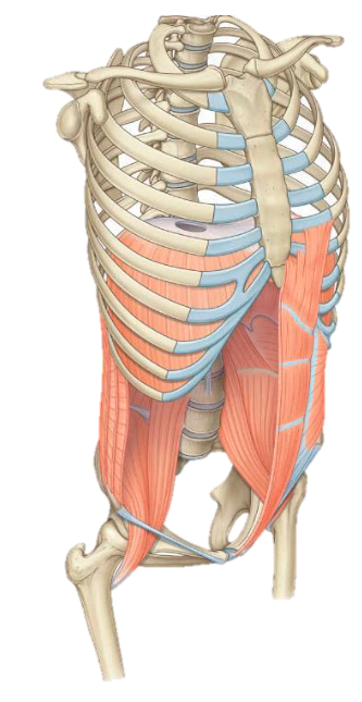 <p>Superior: Inferior thoracic aperture – Closed by thoracic diaphragm Inferior: Pelvic inlet</p>