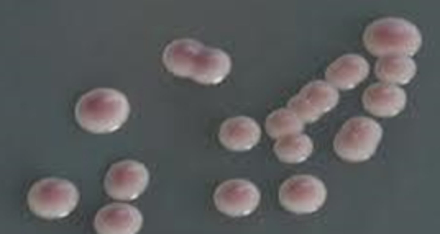 <p>· Potential induction of fluconazole resistance upon suboptimal treatment</p><p>· colony forming units on eosin methylene blue agar are larger</p><p>· Small blastocondida; may bud at 11:00 and 1:00 (mickey mouse)</p><p>· “distinctive” morphology on chromogenic medium</p><p>· Rapid trehalose testive gives presumptive ID within 3 hours </p>