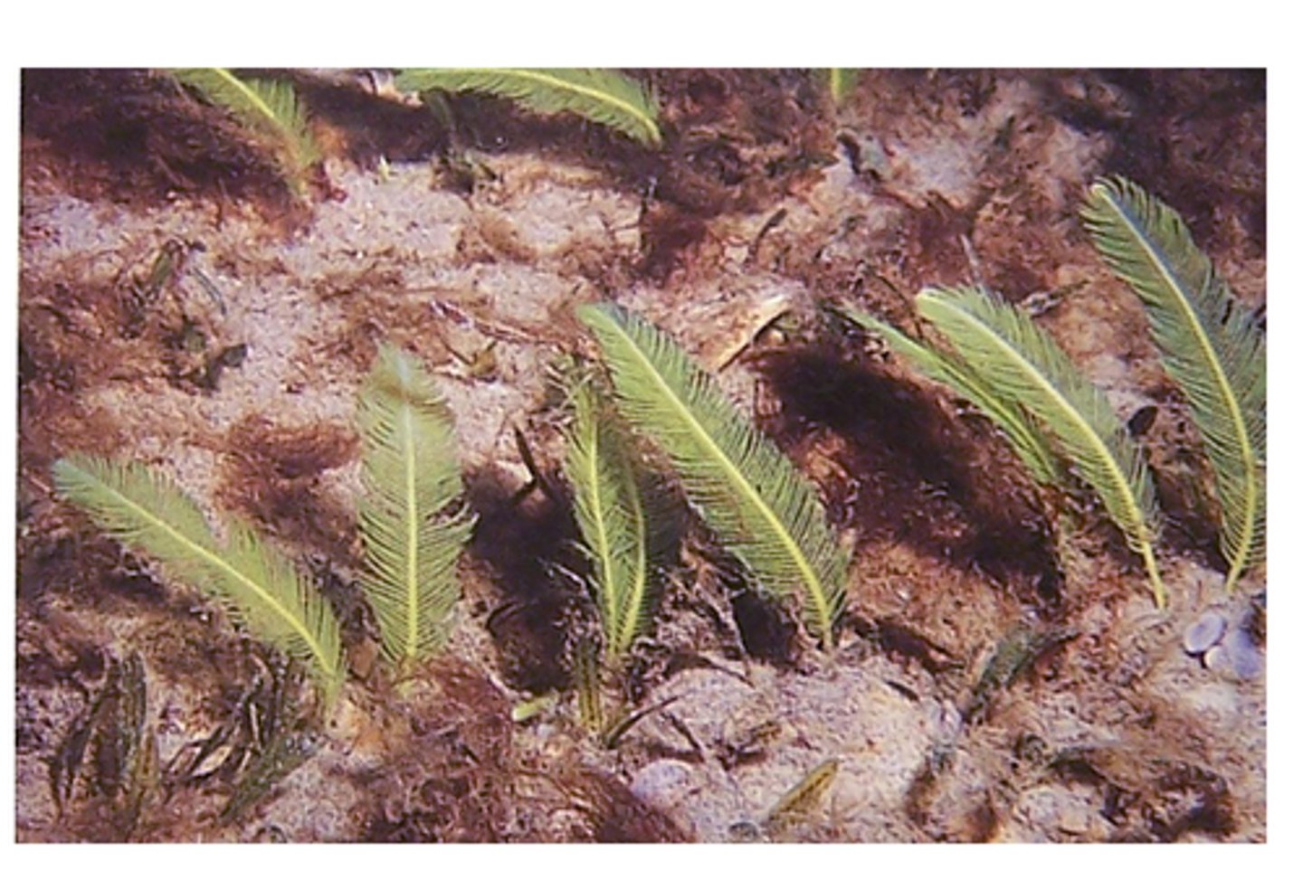 <p>Caulerpa scientific name</p>