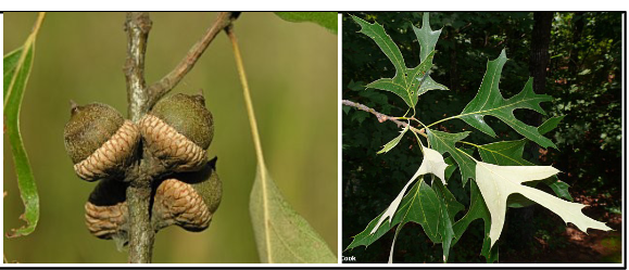 <p>Fagaceae</p><p>Quercus falcata</p>