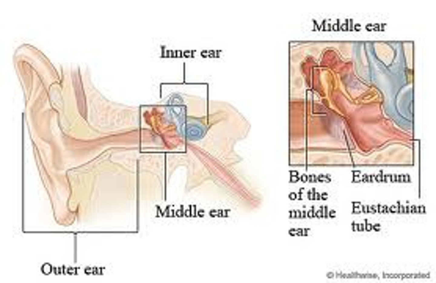 <p>the chamber between the eardrum and cochlea containing three tiny bones (hammer, anvil, and stirrup) that concentrate the vibrations of the eardrum on the cochlea's oval window.</p>