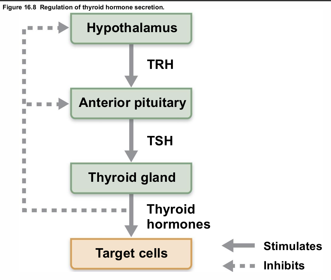 <ul><li><p>Rising TH levels provide negative feedback inhibition on release of TSH</p></li><li><p>Hypothalamic thyrotropin-releasing hormone (TRH) can overcome negative feedback during pregnancy or exposure to cold</p></li></ul><p></p>