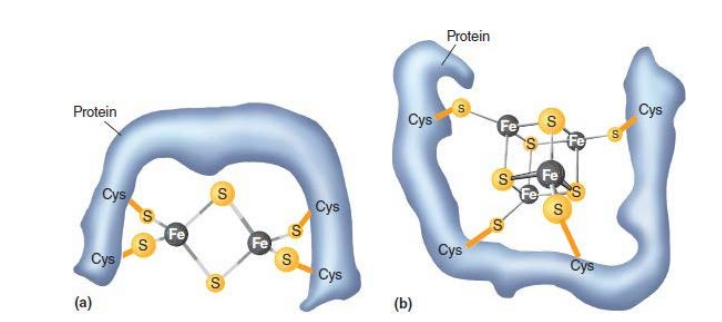 <ol><li><p>Types :</p><ol><li><p>FMN Carries 2 electrons at a time</p></li><li><p>FAD Carries 2 electrons at a time</p></li><li><p>FeS : Carries 1 electron at a time with Two forms :</p><ol><li><p>2 Fe to 2 S where irons also bind to 2 S of cysteines</p></li><li><p>4 Fe to 4 S where iron only binds to 1 S of cystine each</p></li><li><p>Not that an Fe should bind to 4 S and a sulfur should bind to two other stuff (Fe or cysteine)</p></li></ol></li><li><p>Heme Carries 1 at a time</p></li><li><p>Copper Carries 1 at a time</p></li></ol></li><li><p>They can be oxidized and reduced to carry electrons from one part to another</p></li><li><p>we have different ones because each one can have different affinity to electrons to be able to take from the other easily</p></li></ol>