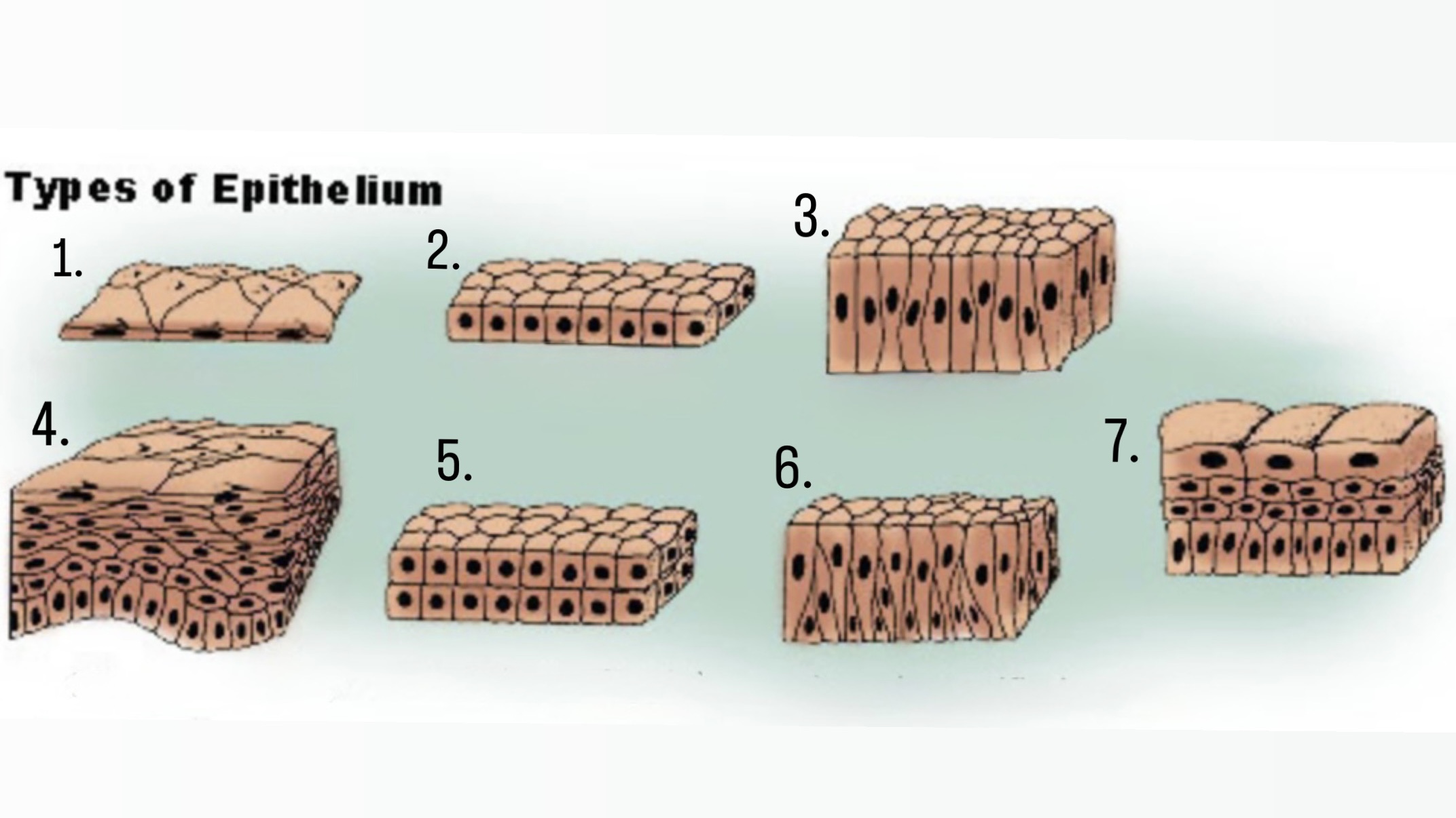 <p>Label the types of epithelium:</p>